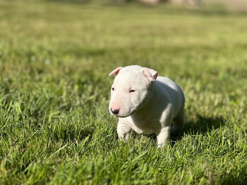 Miniatur Bullterrier Welpen mit VDH/FCI Papieren