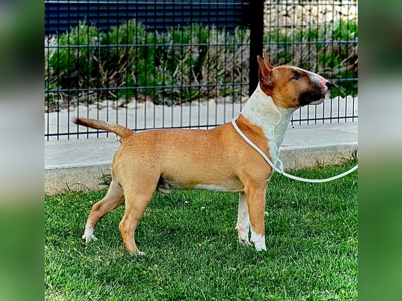 Miniatur Bullterrier Welpen mit VDH/FCI Papieren