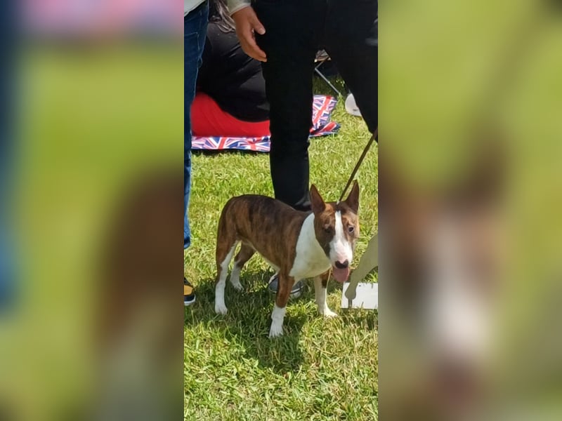 Miniatur Bullterrier Welpen mit VDH/FCI Papieren