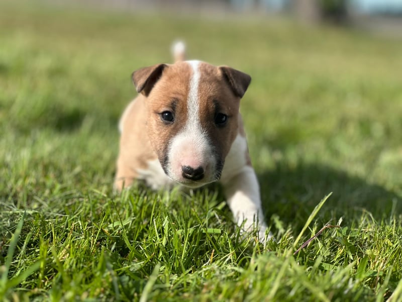 Miniatur Bullterrier Welpen mit VDH/FCI Papieren