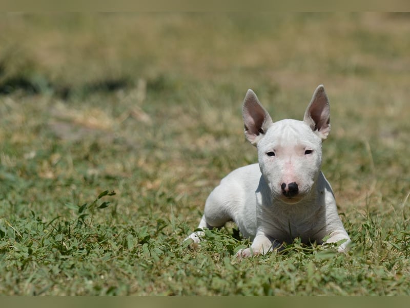 Miniatur-Bullterrier-Welpe zu verkaufen!