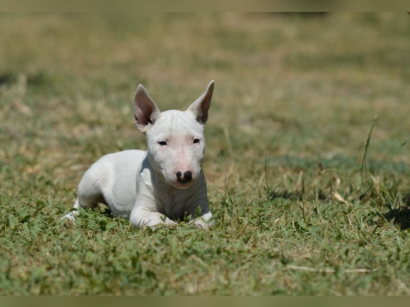 Miniatur-Bullterrier-Welpe zu verkaufen!