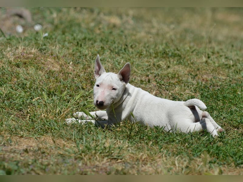 Miniatur-Bullterrier-Welpe zu verkaufen!