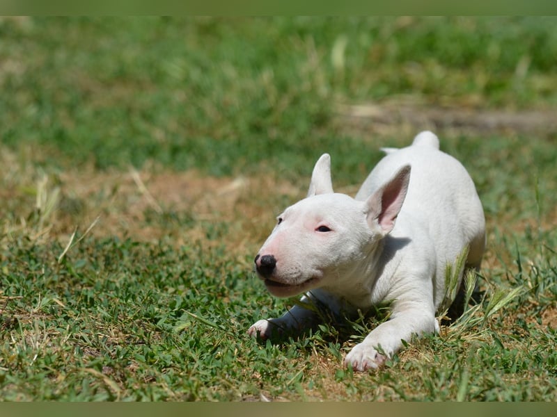 Miniatur-Bullterrier-Welpe zu verkaufen!