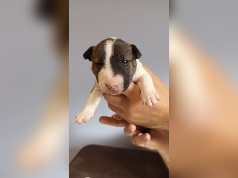 Miniatur Bullterrier Hündin Gestromt