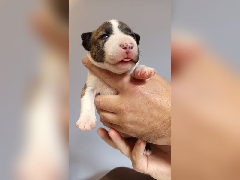 Miniatur Bullterrier Hündin Gestromt