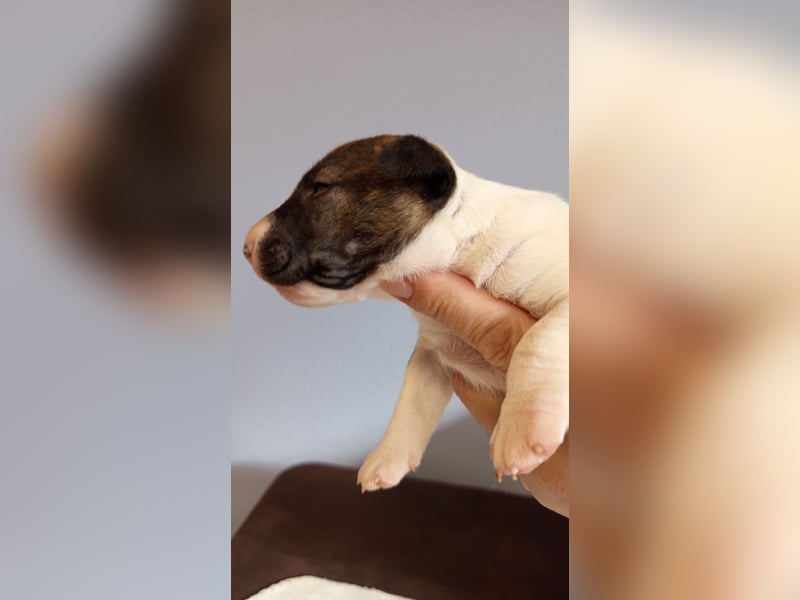 Miniatur Bullterrier Hündin Gestromt