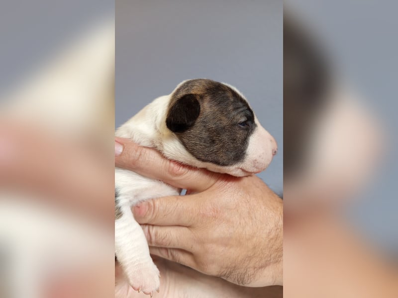 Miniatur Bullterrier Hündin Gestromt