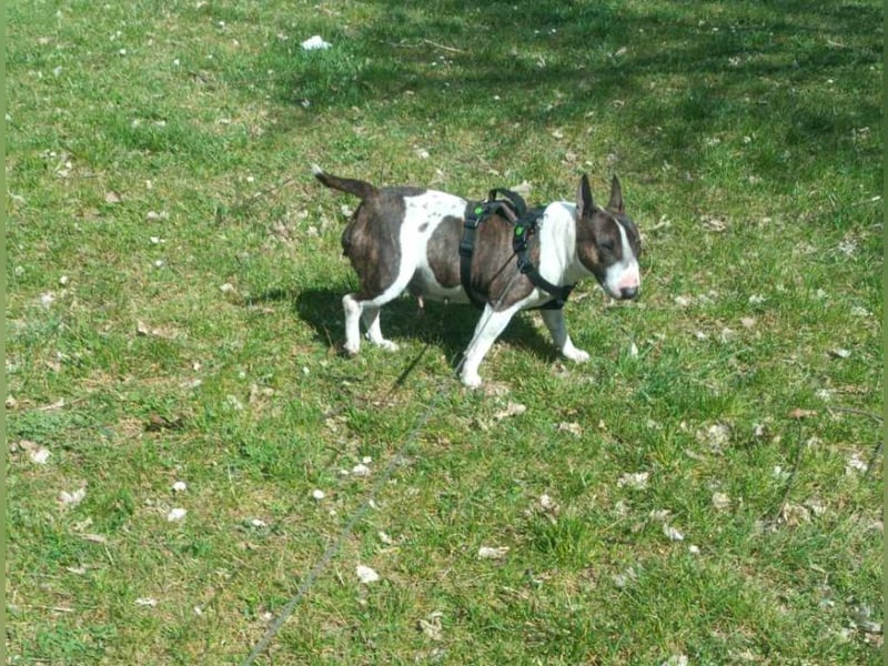 Miniature Bullterrier mit Ahnentafel mini bulli