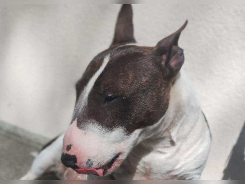 Miniature Bullterrier mit Ahnentafel mini bulli