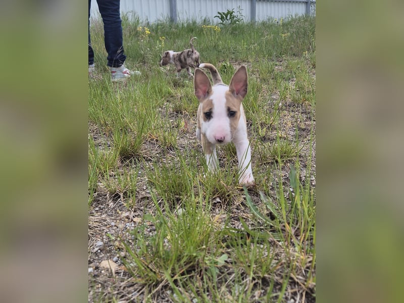 Mini bullterrier - Australian shepherd mix welpen