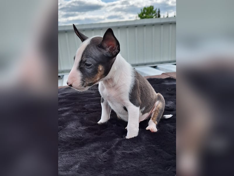 Mini bullterrier - Australian shepherd mix welpen