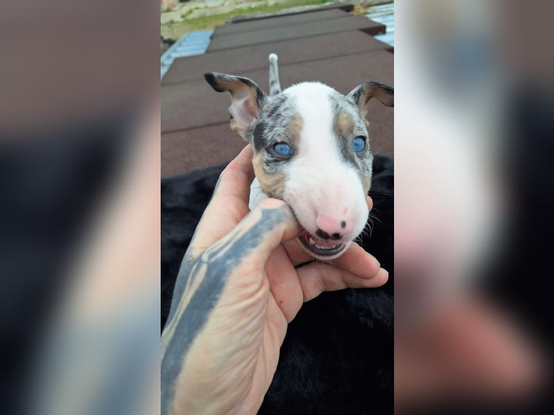 Mini bullterrier - Australian shepherd mix welpen