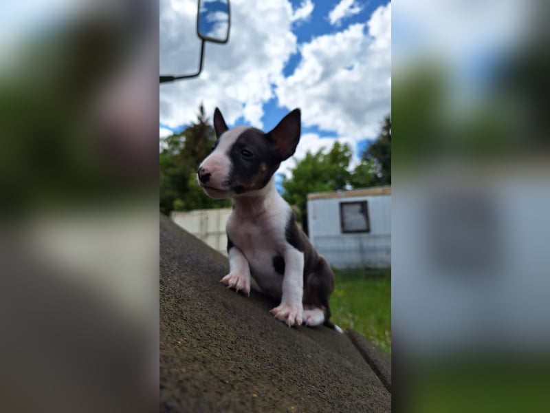 Mini bullterrier - Australian shepherd mix welpen