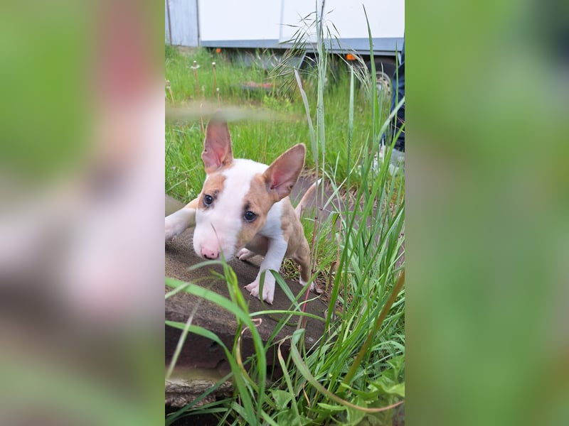 Mini bullterrier - Australian shepherd mix welpen