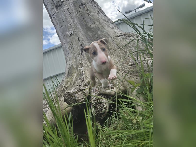 Mini bullterrier - Australian shepherd mix welpen