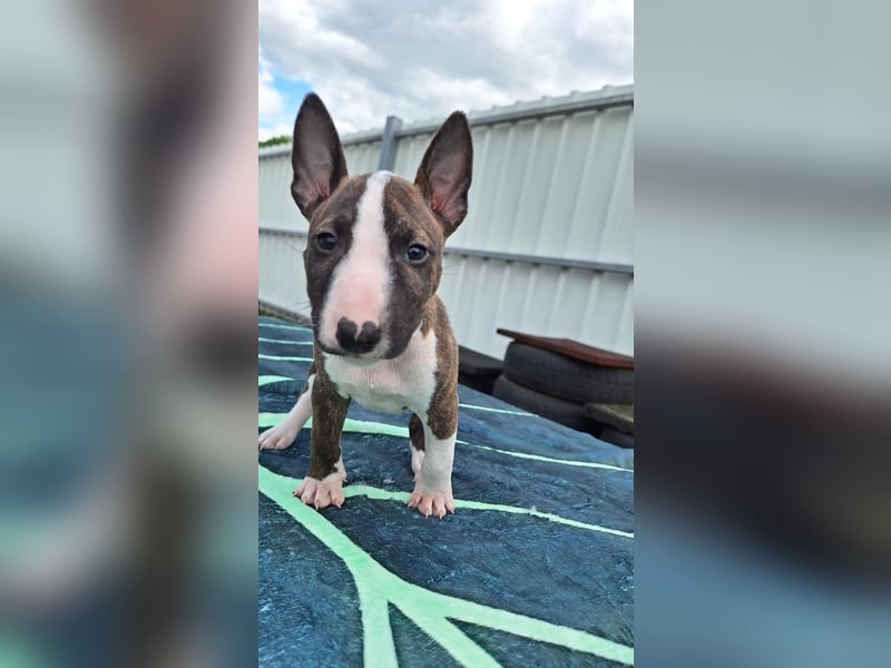 Mini bullterrier - Australian shepherd mix welpen