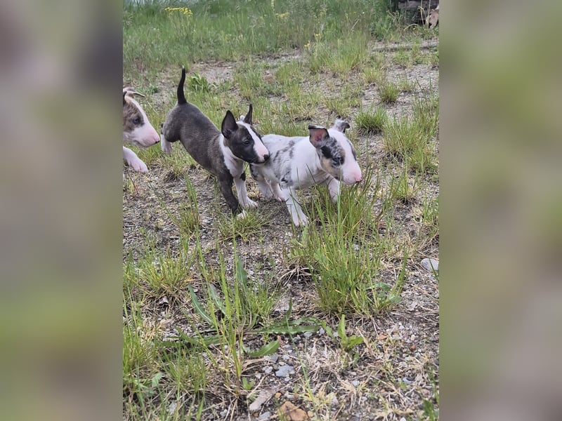 Mini bullterrier - Australian shepherd mix welpen