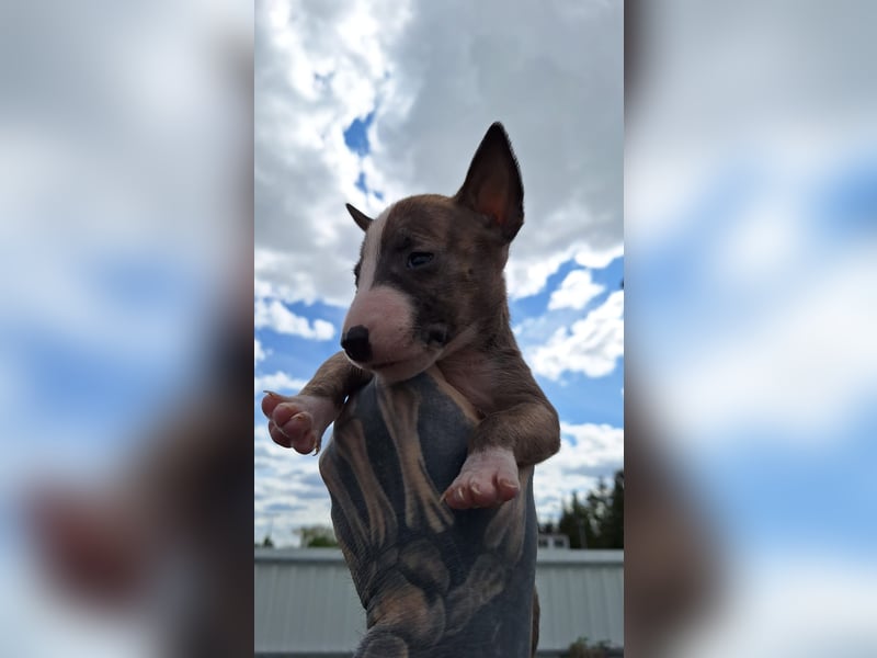 Mini bullterrier - Australian shepherd mix welpen