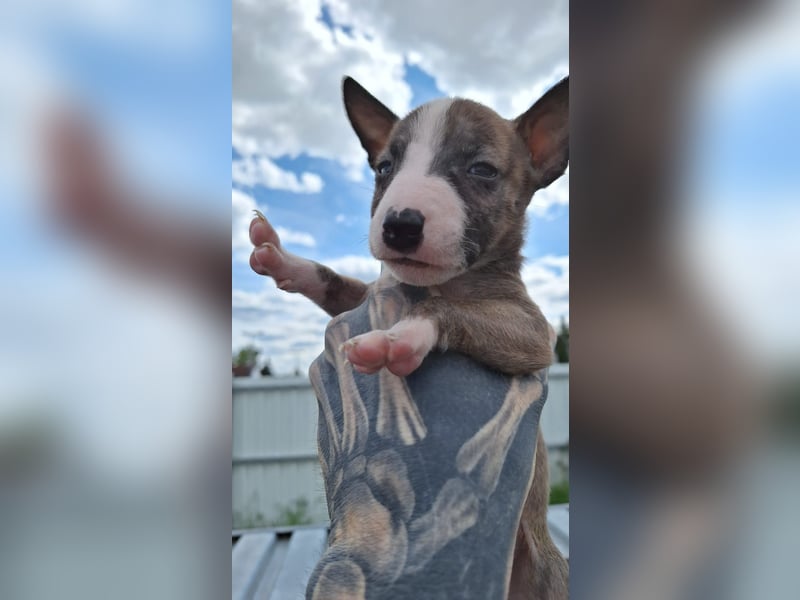 Mini bullterrier - Australian shepherd mix welpen