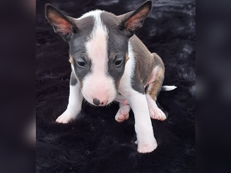 Mini bullterrier - Australian shepherd mix welpen