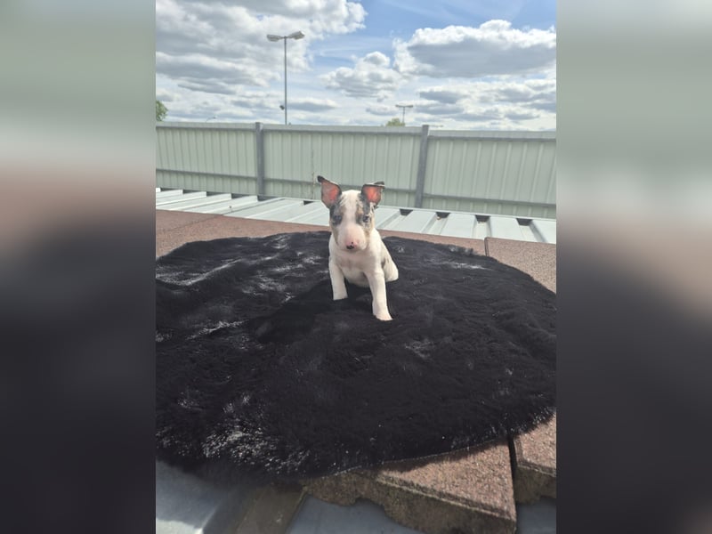 Mini bullterrier - Australian shepherd mix welpen