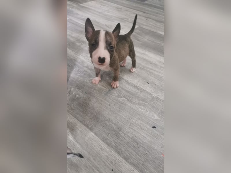 Mini bullterrier - Australian shepherd mix welpen