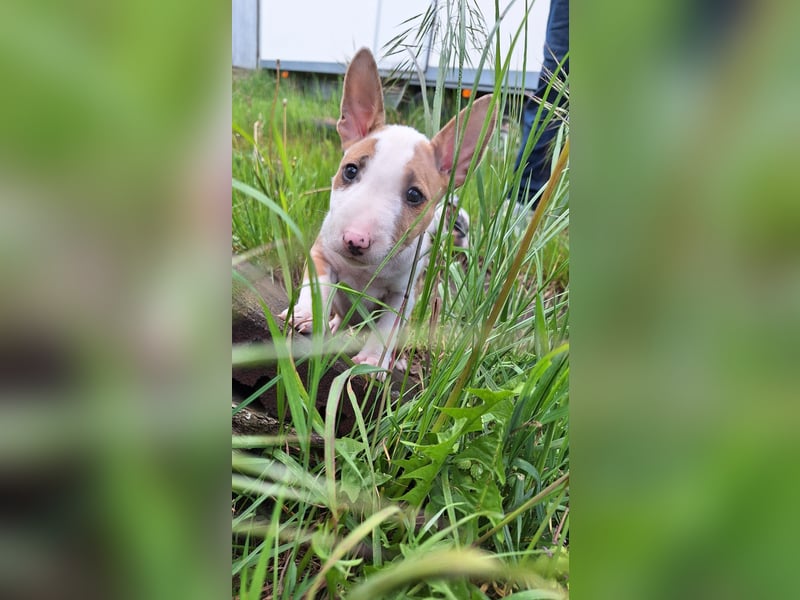 Mini bullterrier - Australian shepherd mix welpen