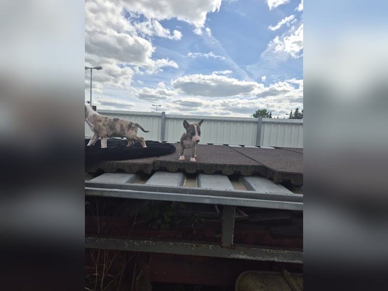 Mini bullterrier - Australian shepherd mix welpen