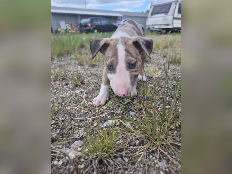 Mini bullterrier - Australian shepherd mix welpen