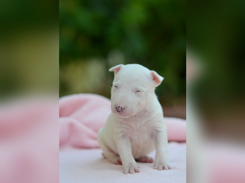 Miniatur-Bullterrier-Welpe zu verkaufen!