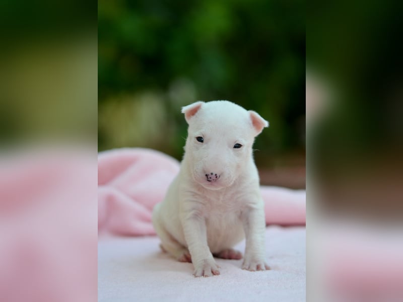Miniatur-Bullterrier-Welpe zu verkaufen!