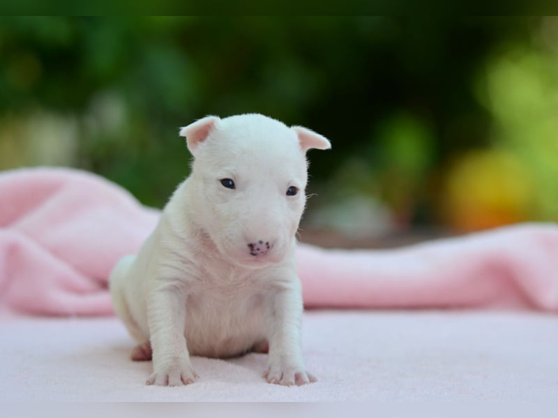 Miniatur-Bullterrier-Welpe zu verkaufen!