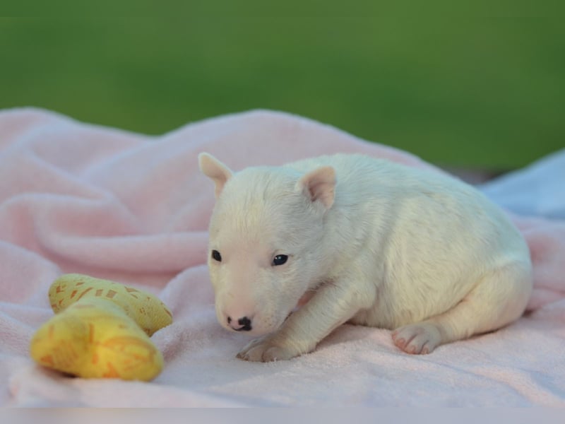 Miniatur-Bullterrier-Welpe zu verkaufen!