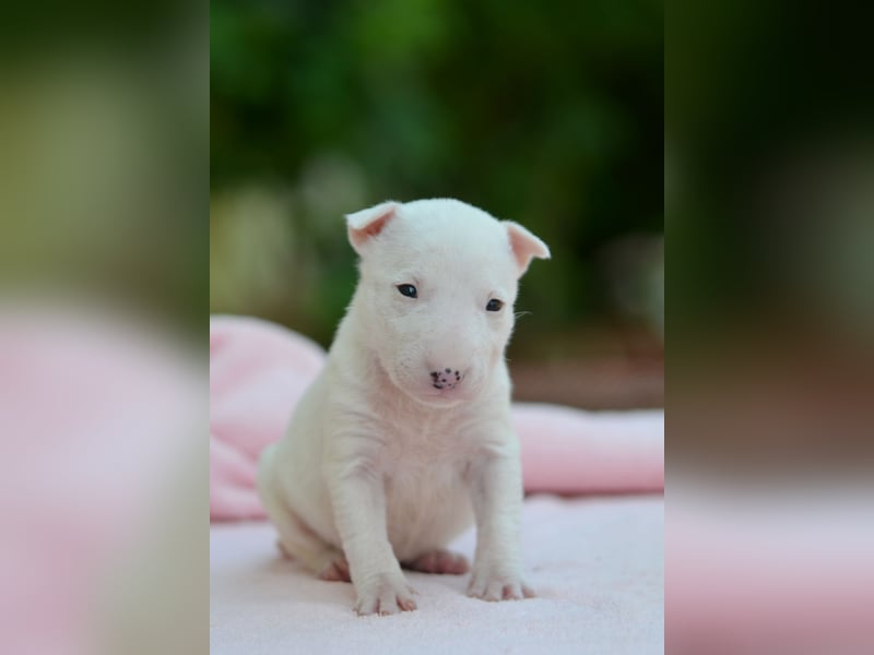 Miniatur-Bullterrier-Welpe zu verkaufen!