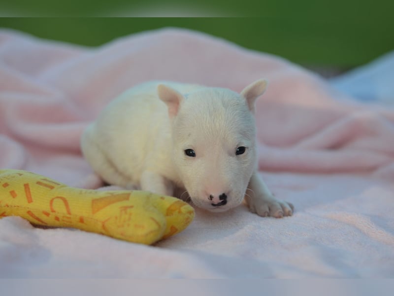 Miniatur-Bullterrier-Welpe zu verkaufen!
