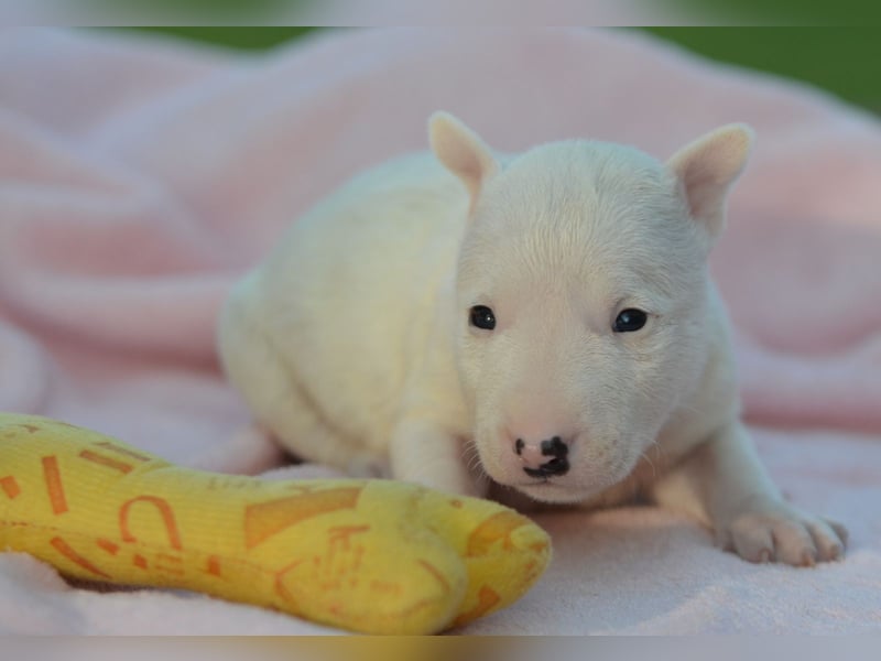 Miniatur-Bullterrier-Welpe zu verkaufen!