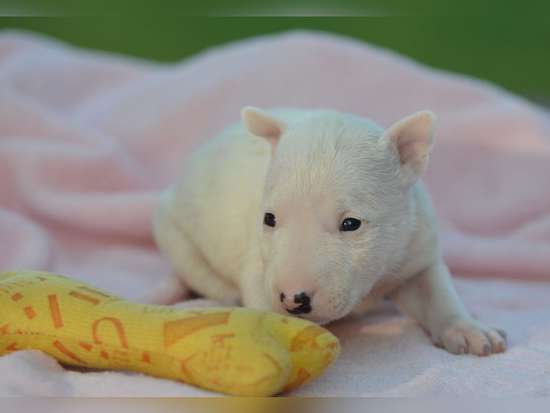 Miniatur-Bullterrier-Welpe zu verkaufen!
