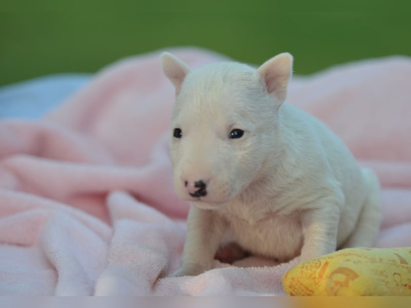Miniatur-Bullterrier-Welpe zu verkaufen!