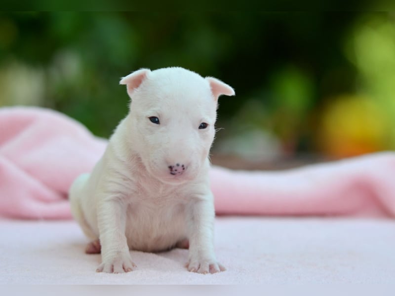 Miniatur-Bullterrier-Welpe zu verkaufen!
