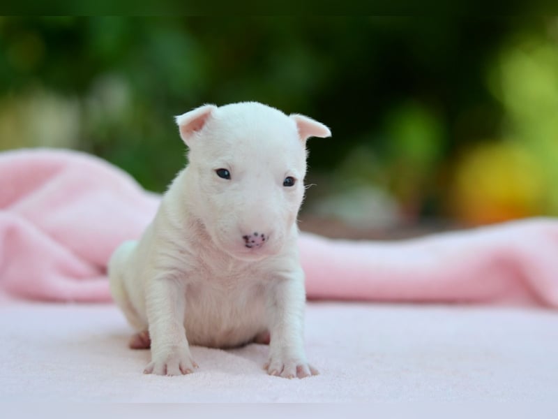 Miniatur-Bullterrier-Welpe zu verkaufen!