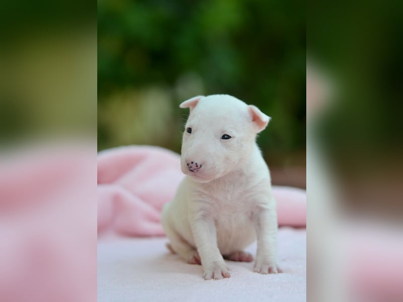 Miniatur-Bullterrier-Welpe zu verkaufen!