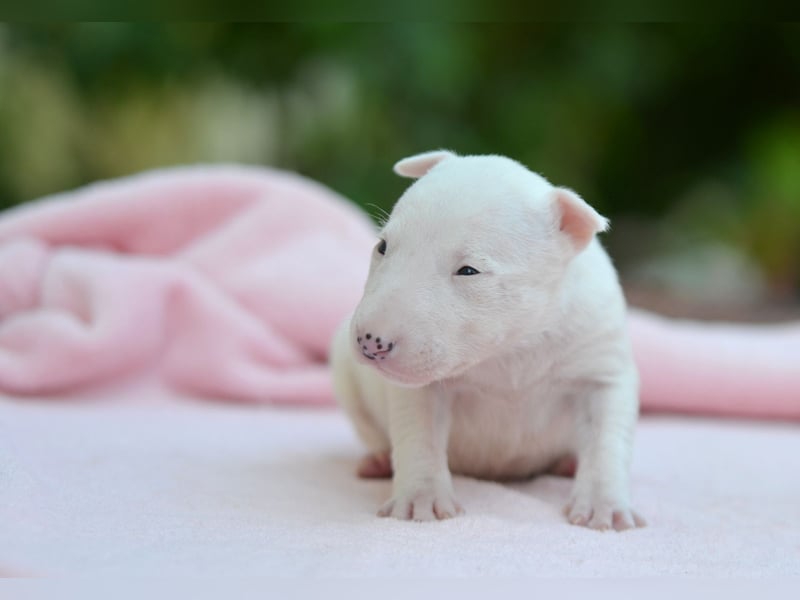 Miniatur-Bullterrier-Welpe zu verkaufen!