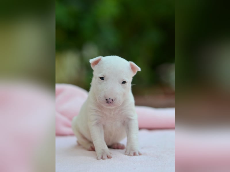 Miniatur-Bullterrier-Welpe zu verkaufen!