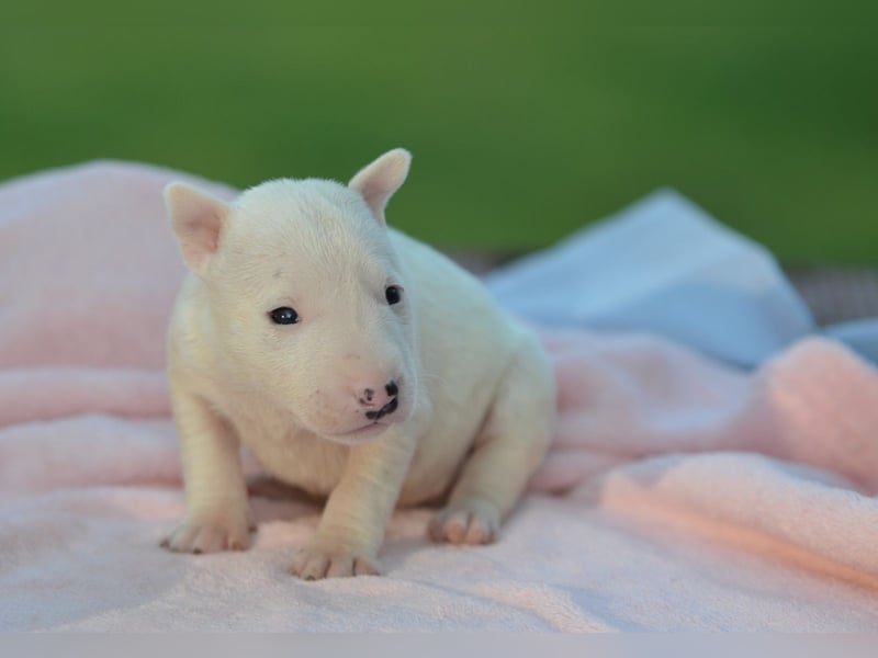 Miniatur-Bullterrier-Welpe zu verkaufen!