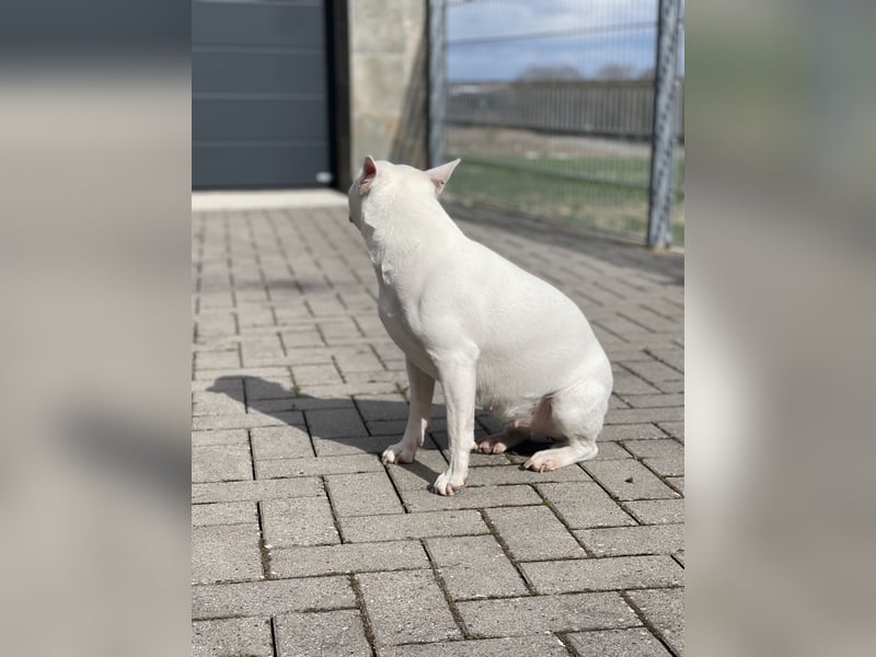 Miniatur Bullterrier Mädchen reinrassig