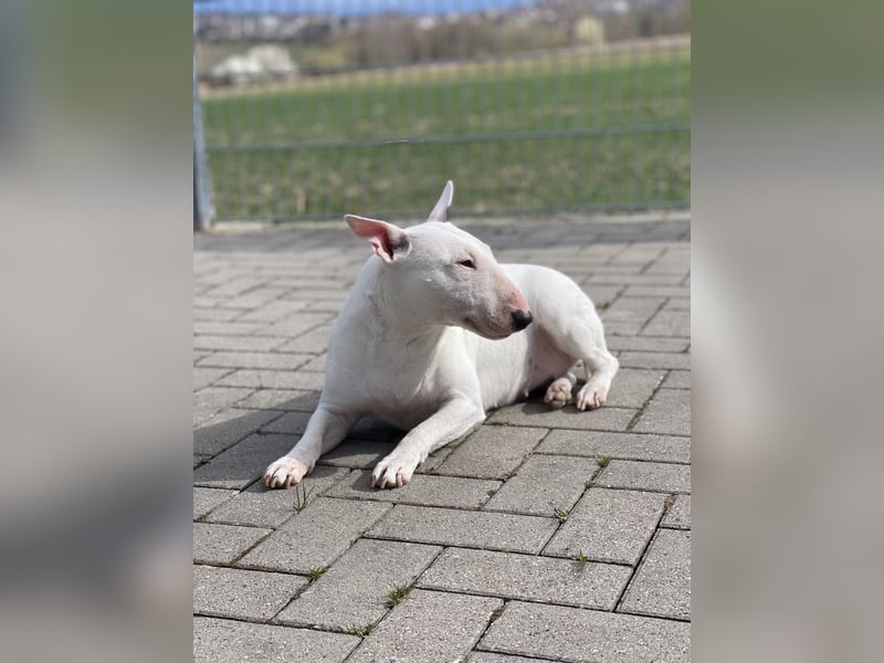 Miniatur Bullterrier Mädchen reinrassig