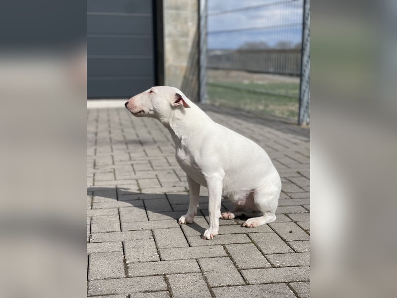 Miniatur Bullterrier Mädchen reinrassig