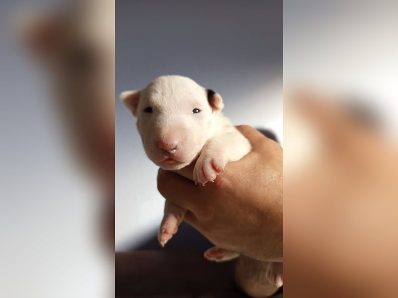 Miniatur Bullterrrier Welpe Hündin