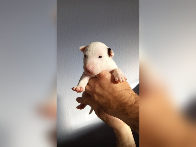 Miniatur Bullterrrier Welpe Hündin